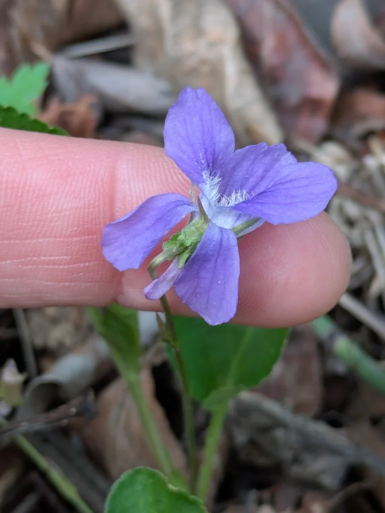 Viola Adunca