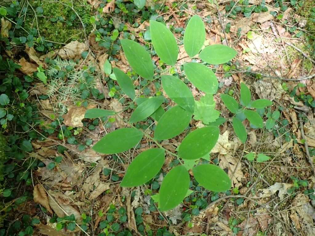Uvularia Sessilifolia