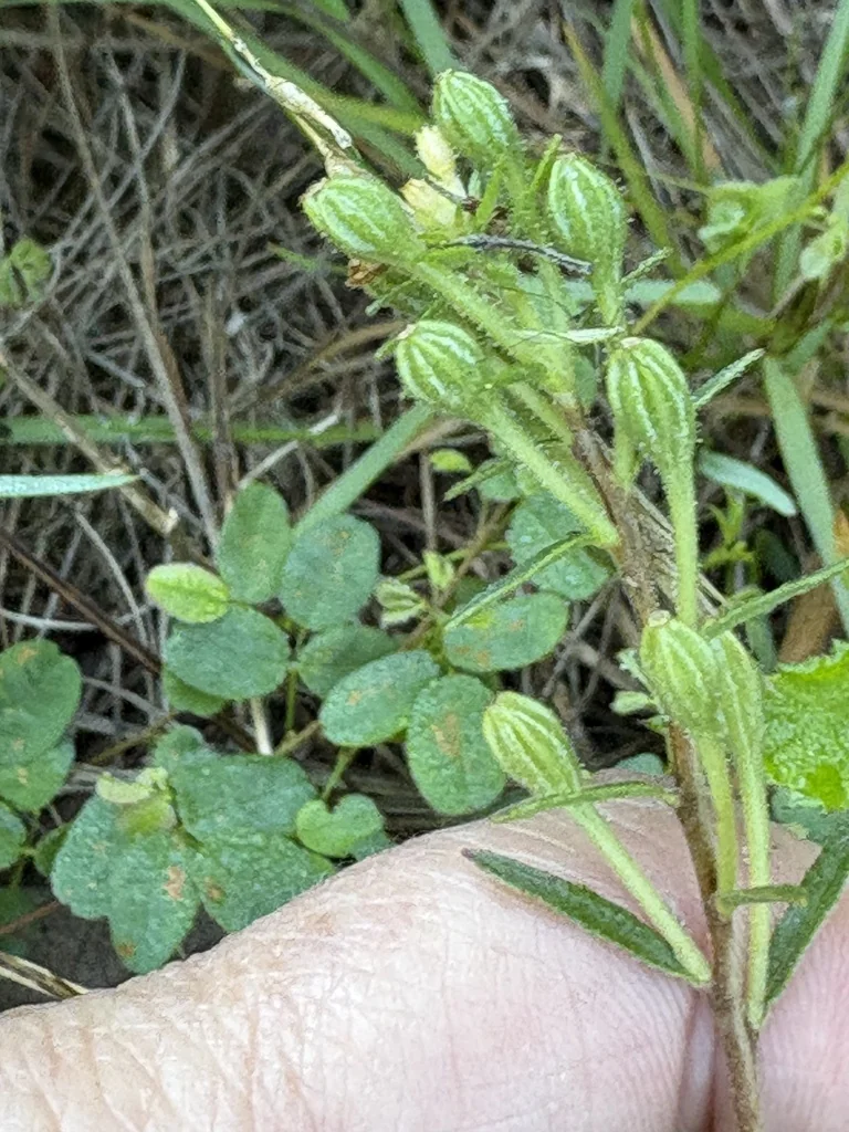 Oenothera Fruticosa
