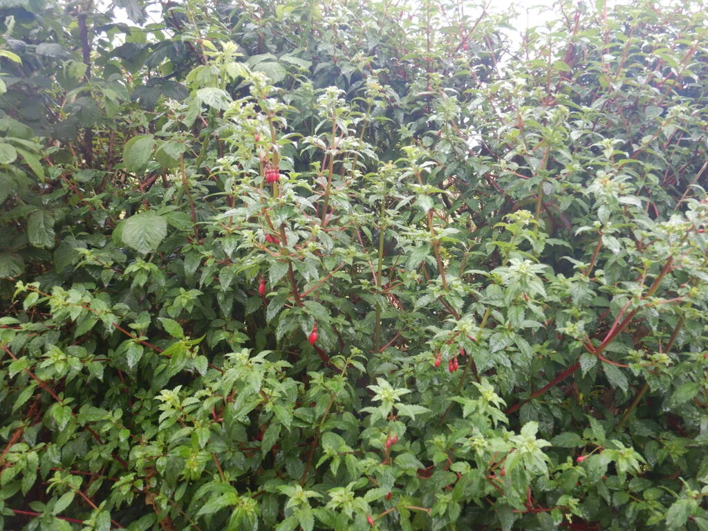 Fuchsia Magellanica