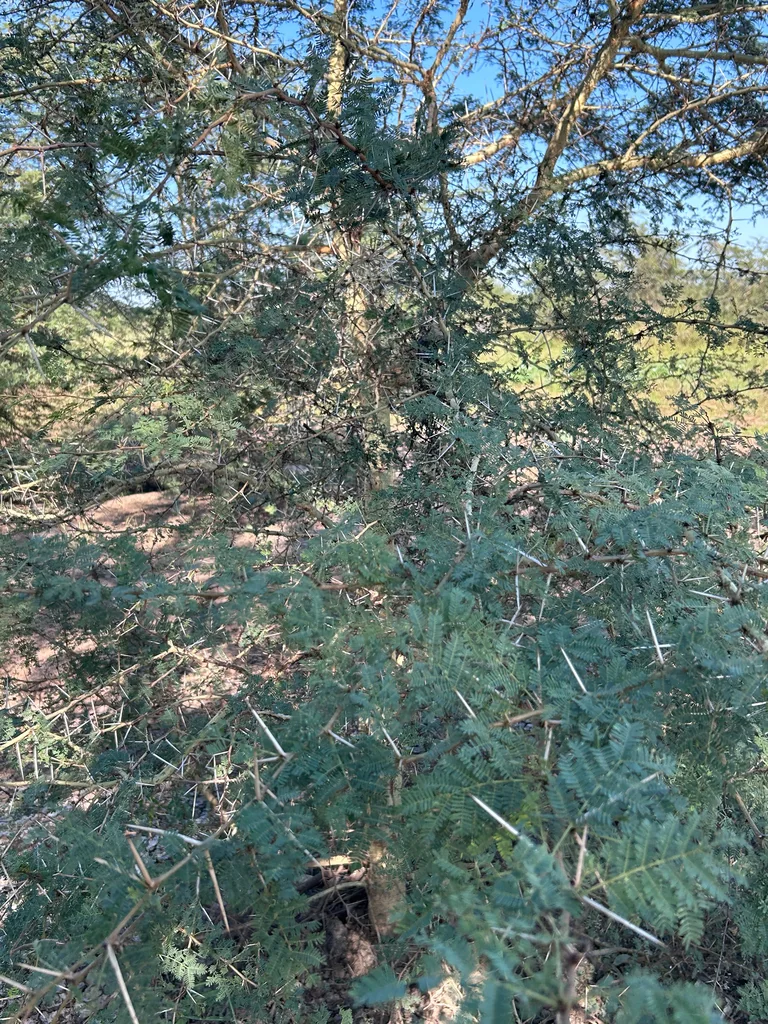 Acacia Xanthophloea