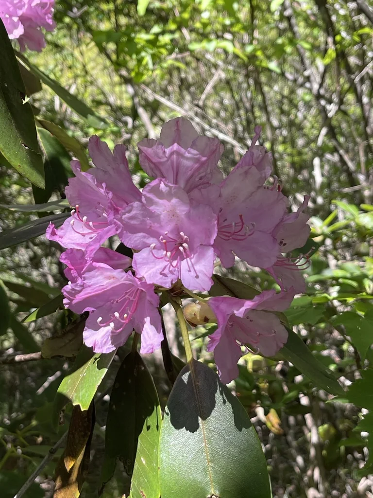 Rhododendron Catawbiense