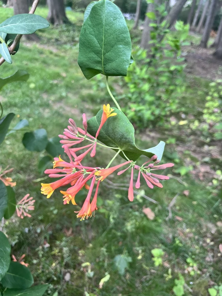 Lonicera Sempervirens