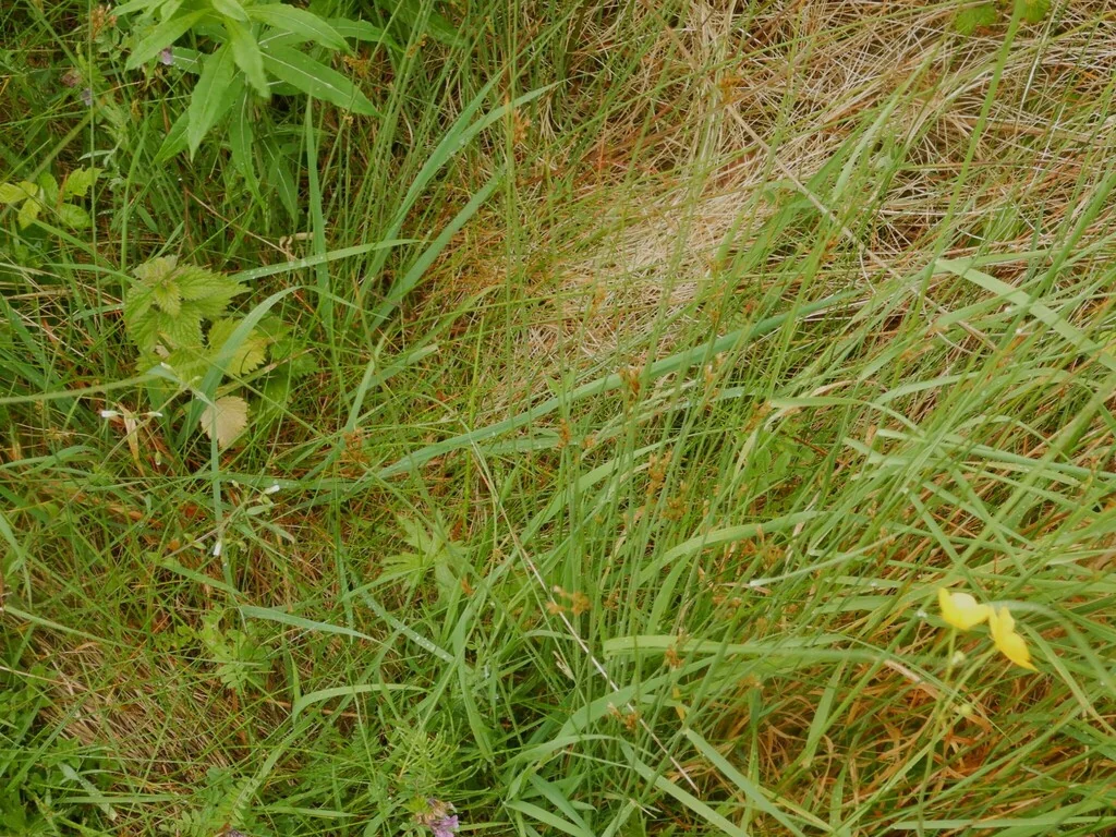 Juncus inflexus