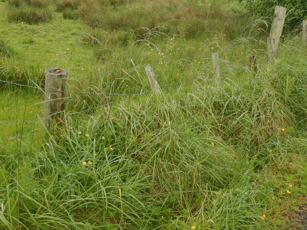 Festuca arundinacea