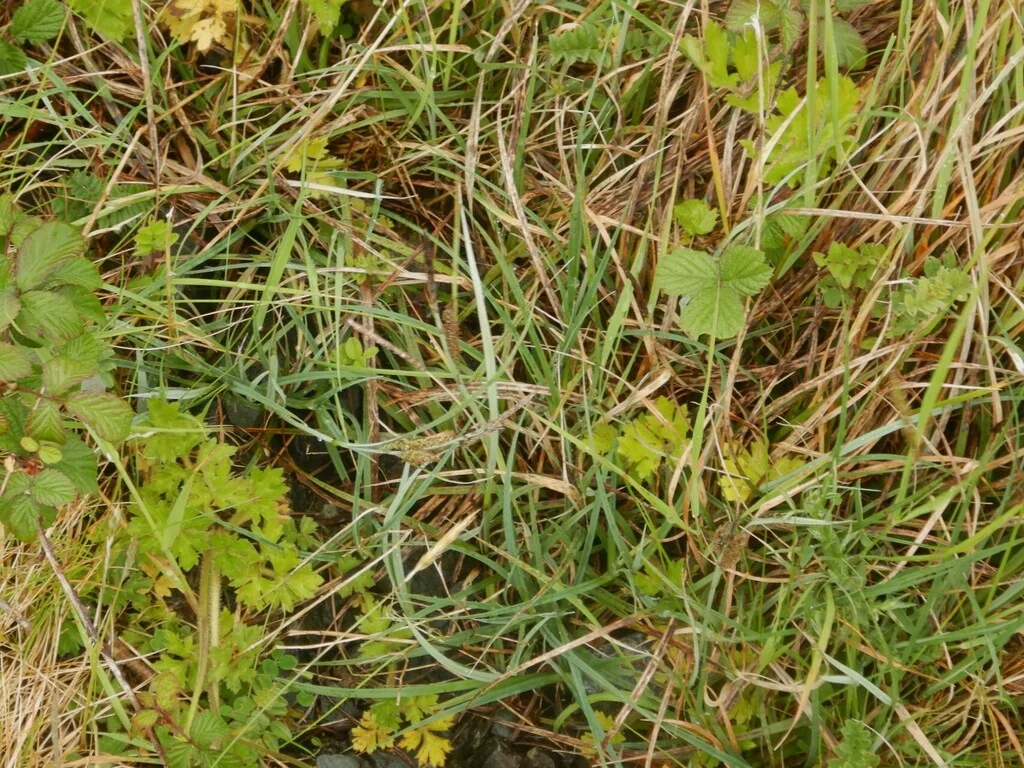 Carex Flacca