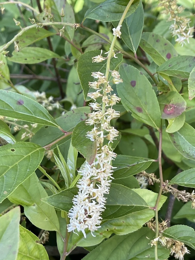 Itea virginica