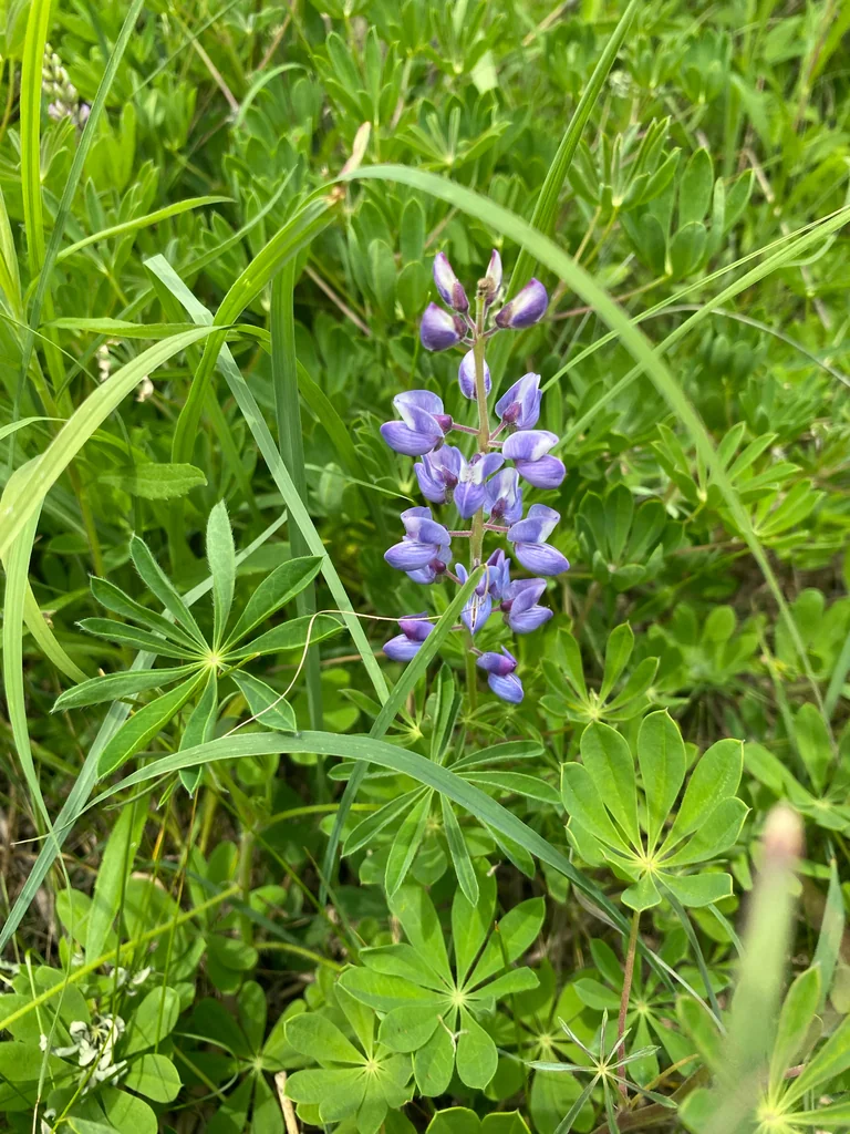 Lupinus Perennis