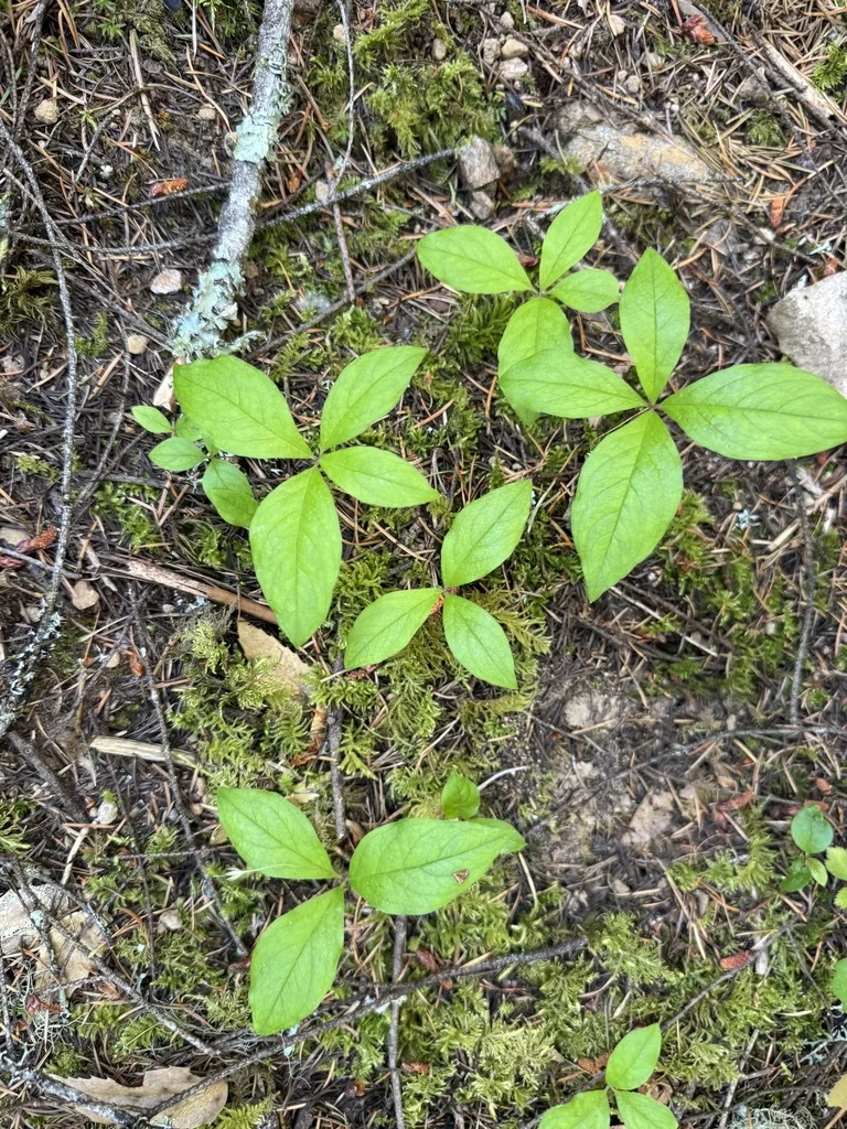 Trientalis Latifolia