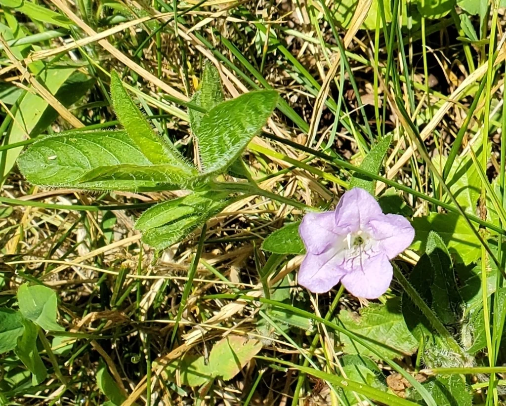 Ruellia Humilis