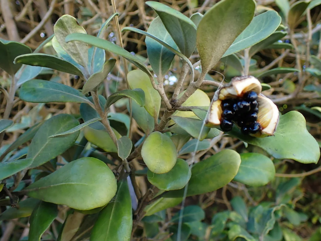 Pittosporum Crassifolium