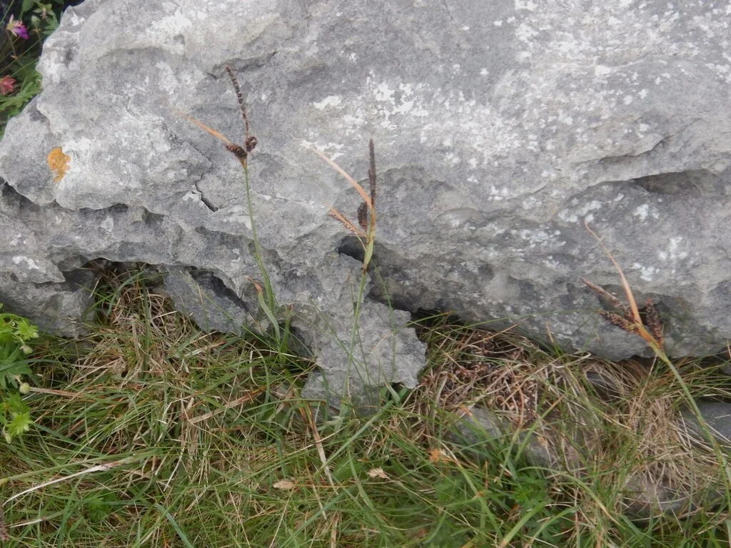 Carex Flacca