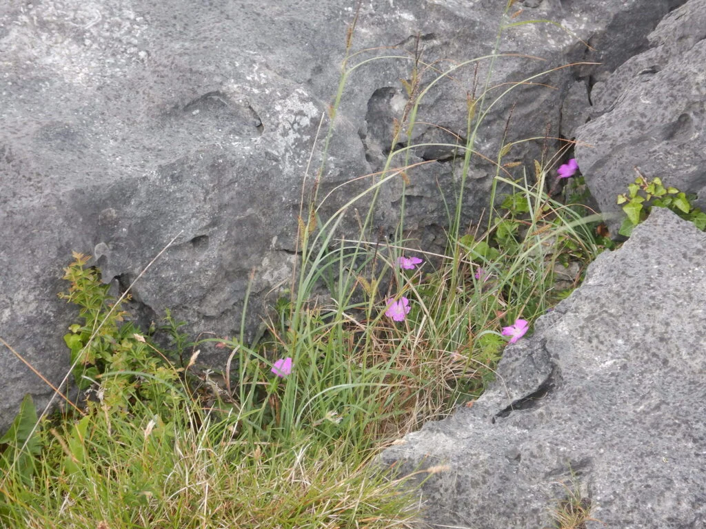 Carex Flacca
