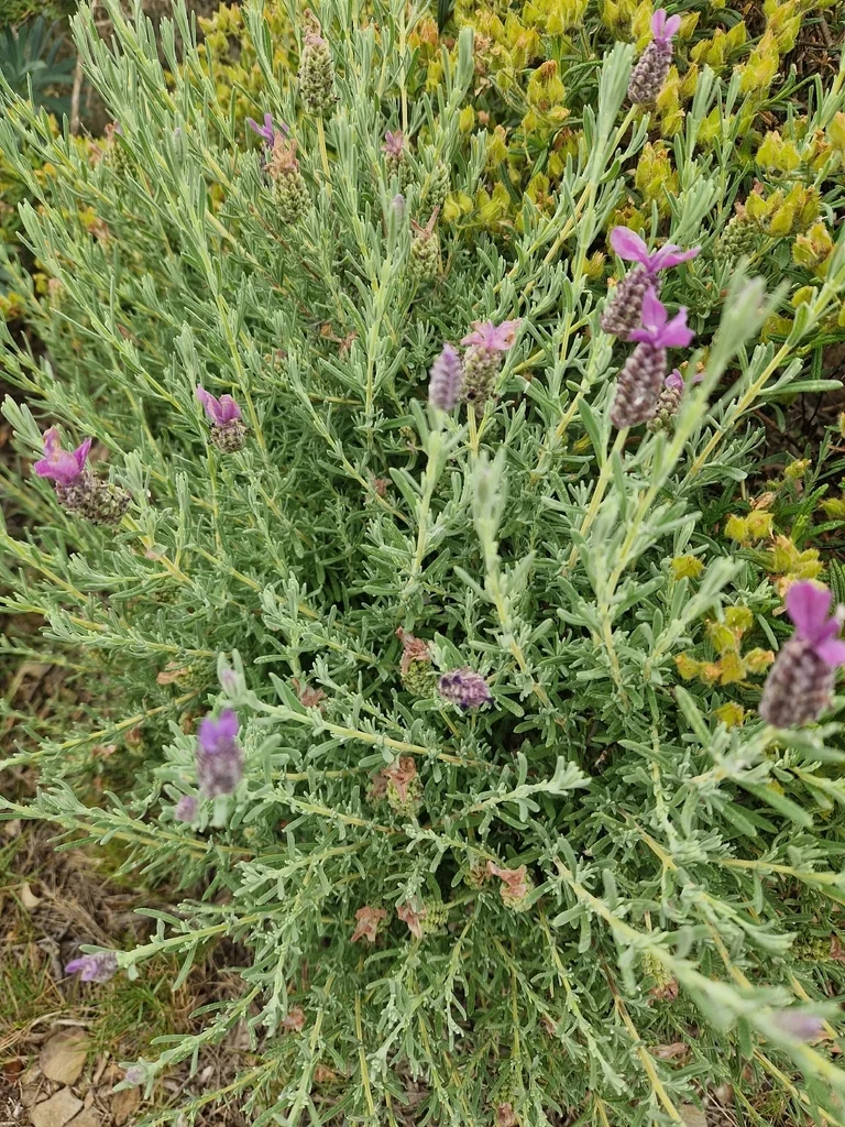 Lavandula Stoechas