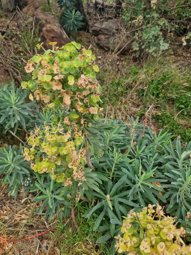 Euphorbia Characias