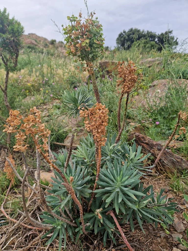 Euphorbia Characias