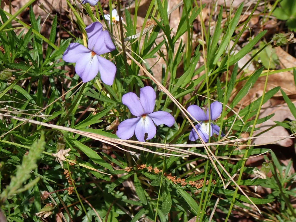 Viola Pedata