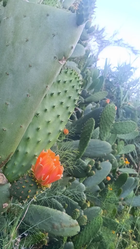 Opuntia Paraguayensis