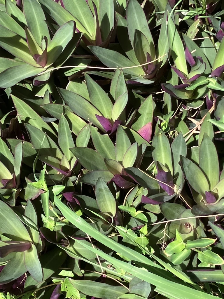 Tradescantia Spathacea
