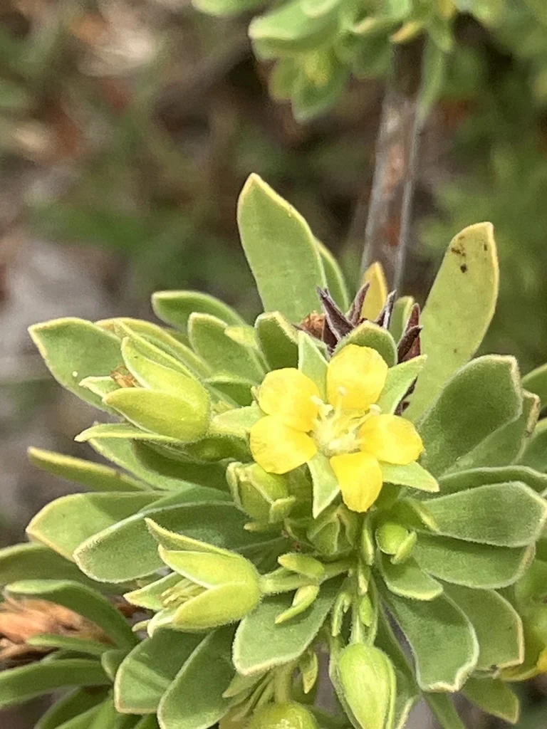 Suriana Maritima
