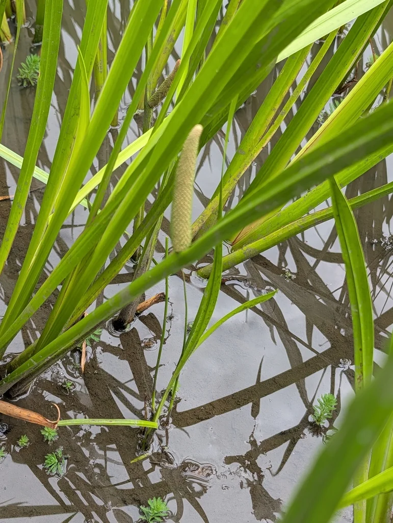 Acorus Calamus