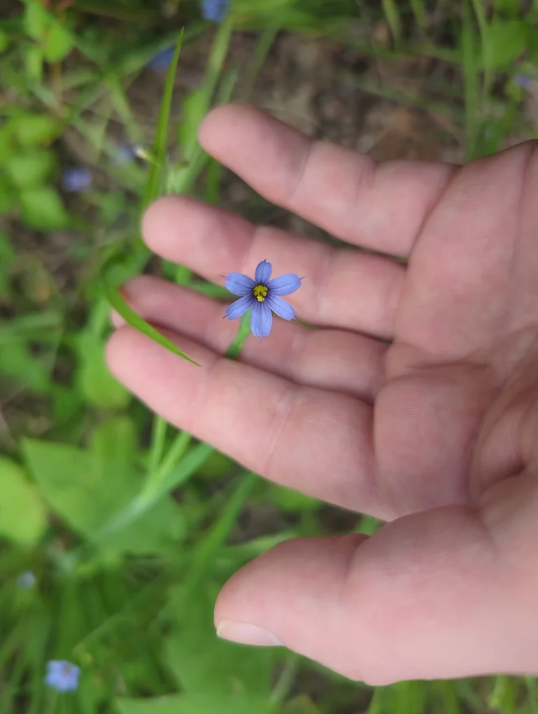Sisyrinchium Angustifolium