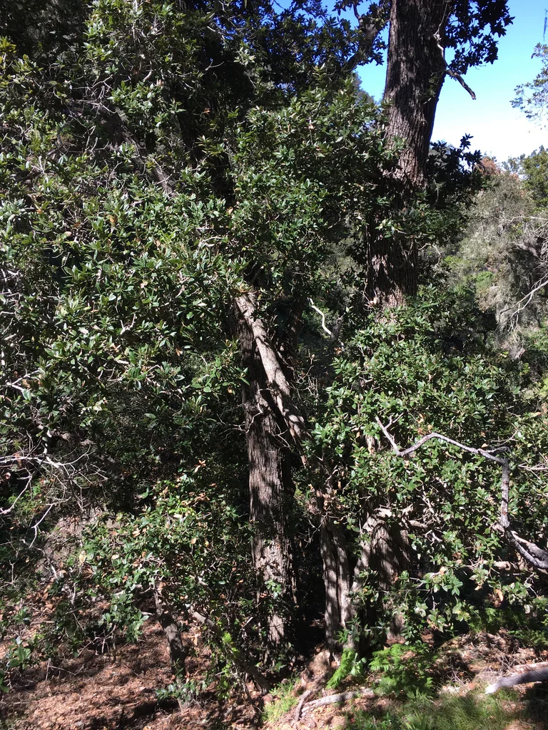 Quercus Tomentella