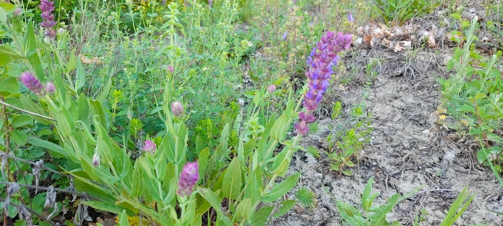Salvia nemorosa