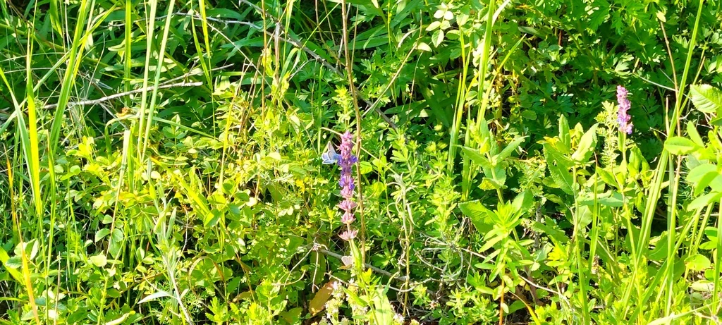 Salvia nemorosa