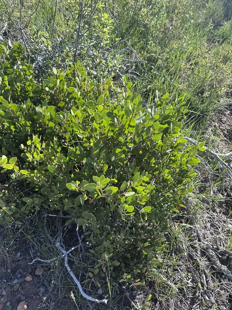 Arctostaphylos Patula