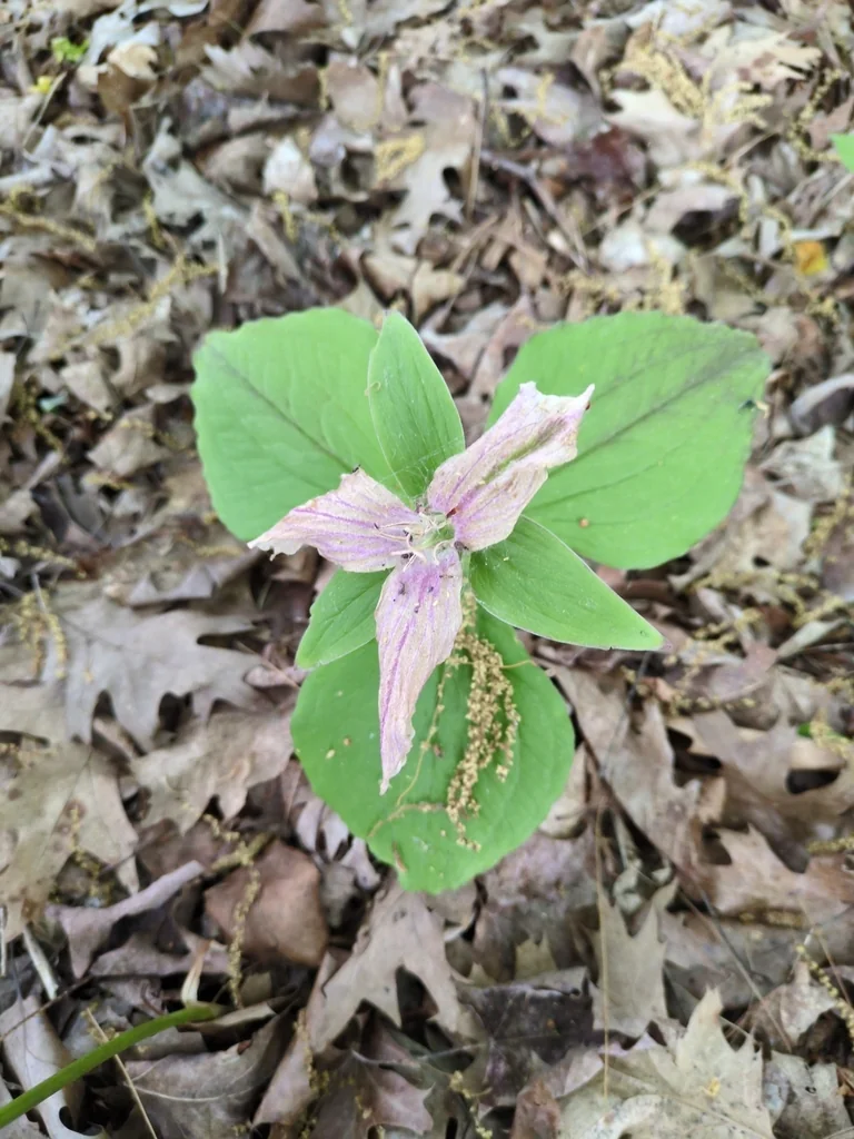 Trillium Grandiflorum