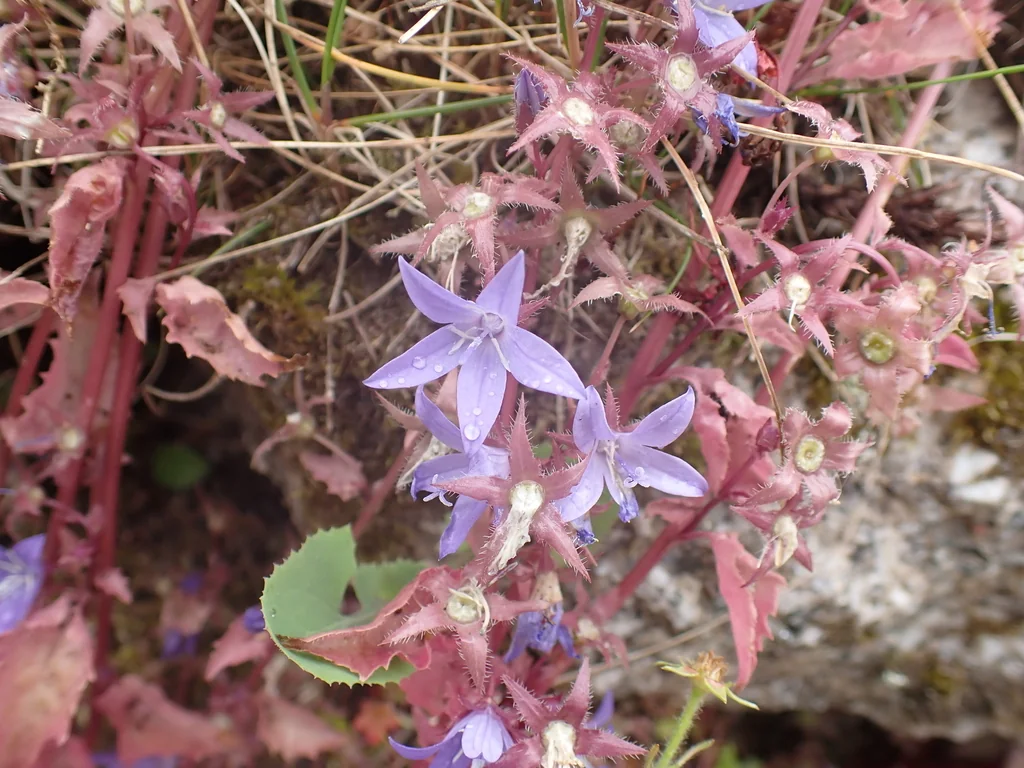 Campanula Poscharskyana