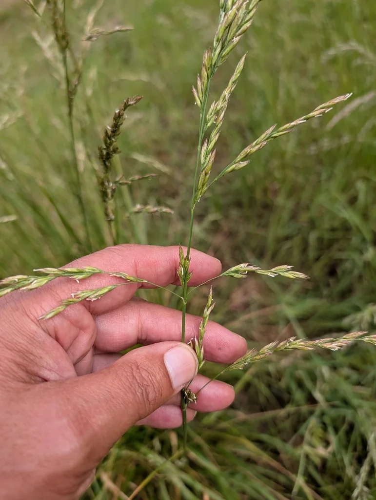 Festuca arundinacea