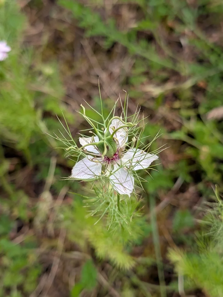 Nigella Damascena