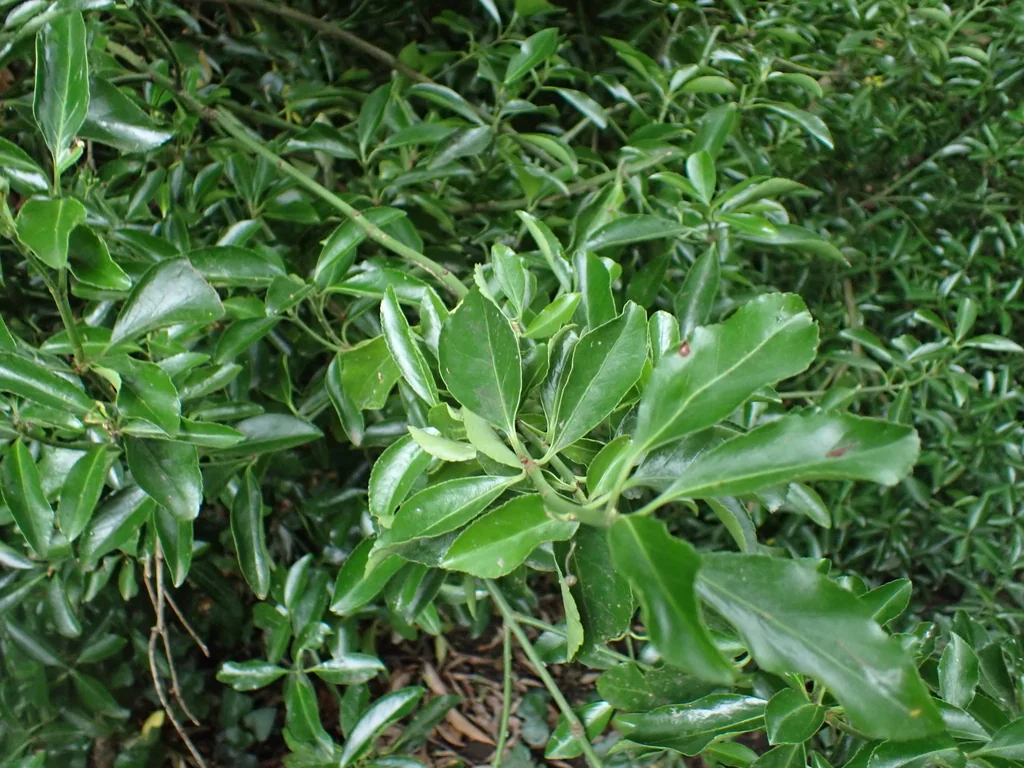 Euonymus Japonicus
