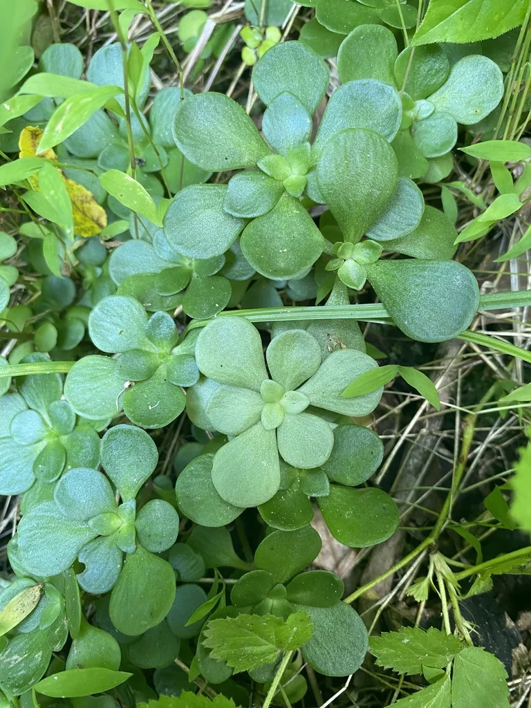Sedum Ternatum