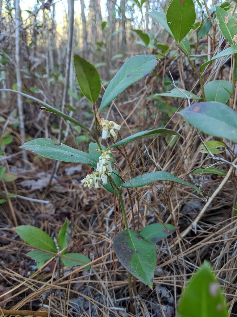 Leucothoe axillaris