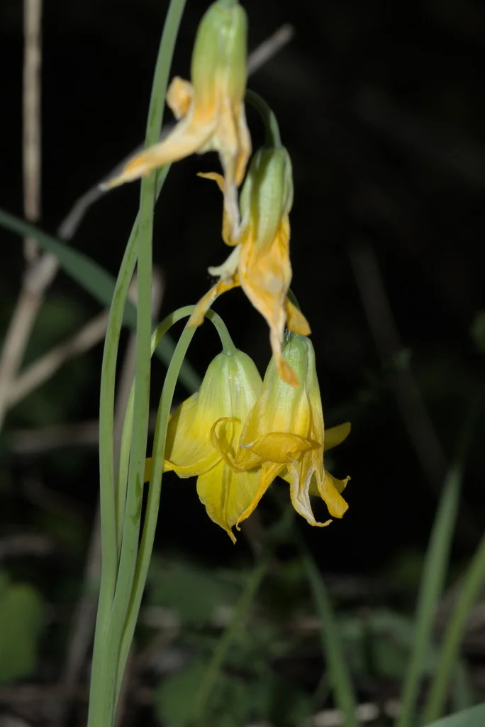 Erythronium Grandiflorum