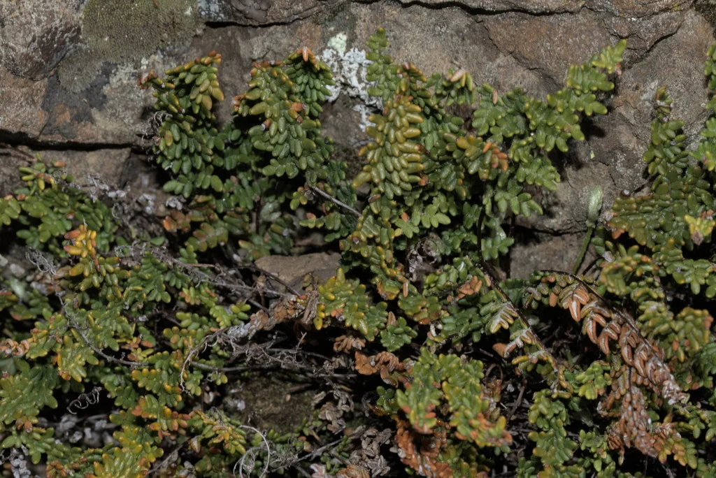 Myriopteris Covillei