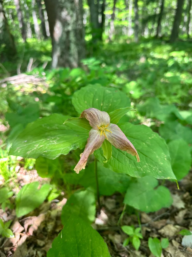Trillium Grandiflorum