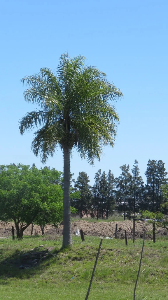 Acrocomia Totai
