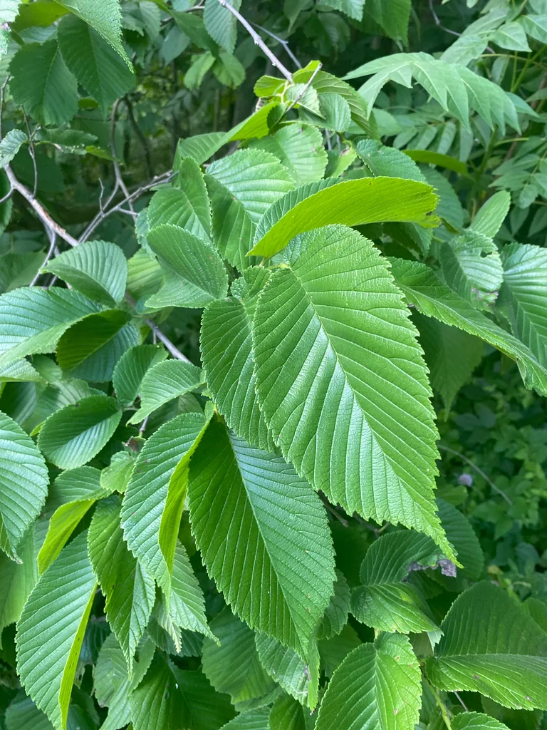 Ulmus Rubra