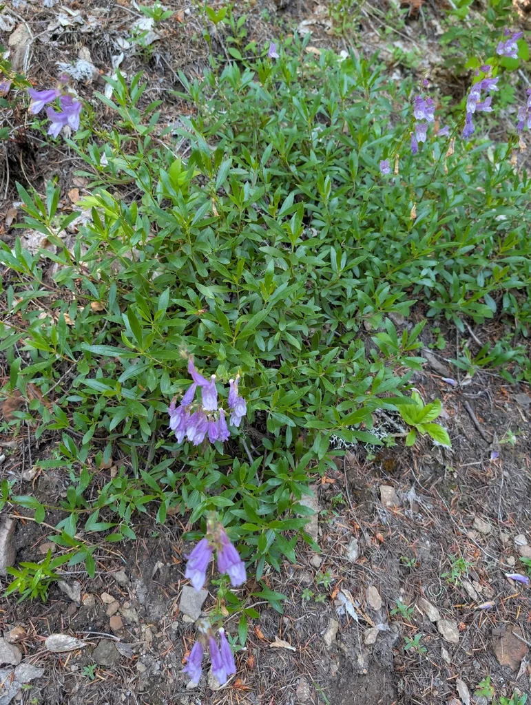 Penstemon Fruticosus
