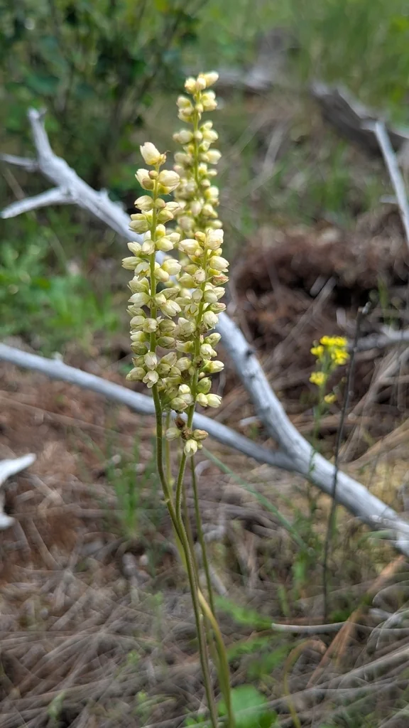 Heuchera Cylindrica