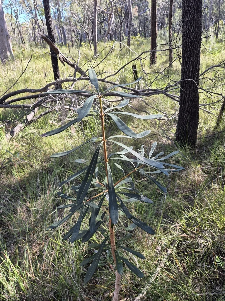 Banksia Integrifolia