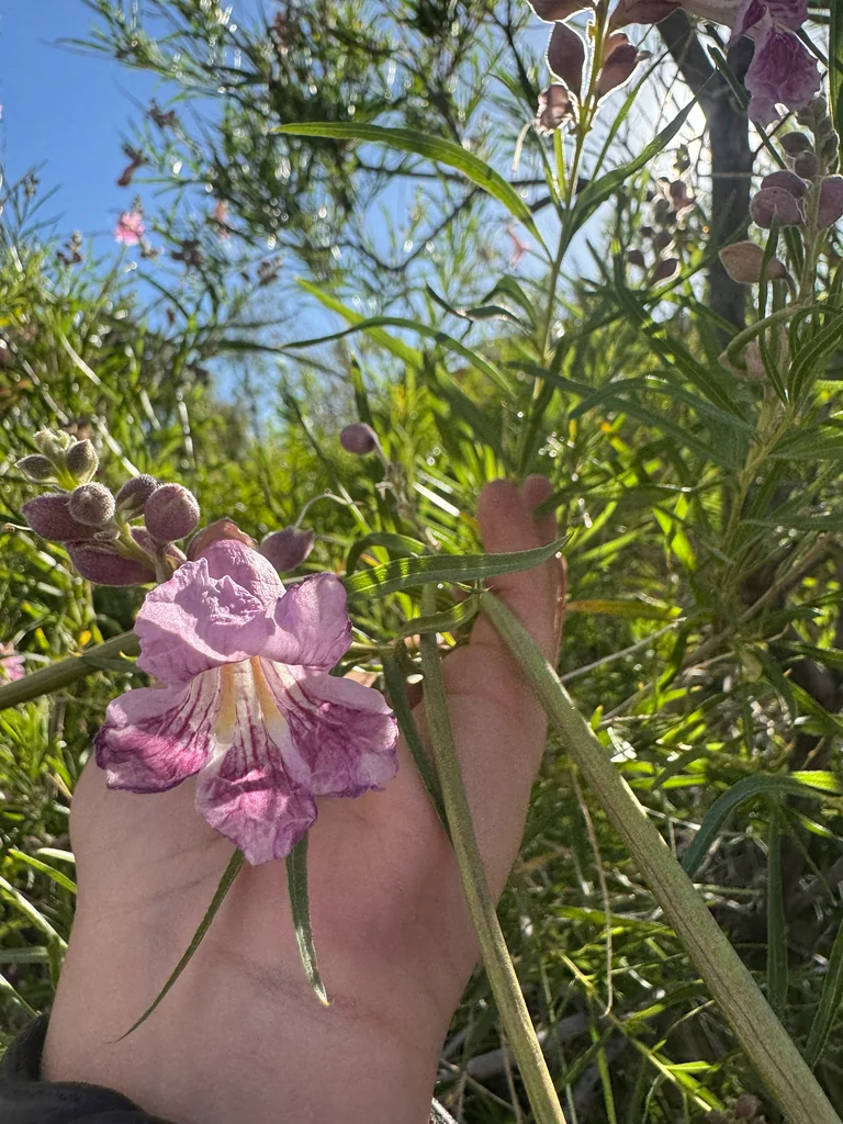 Chilopsis Linearis