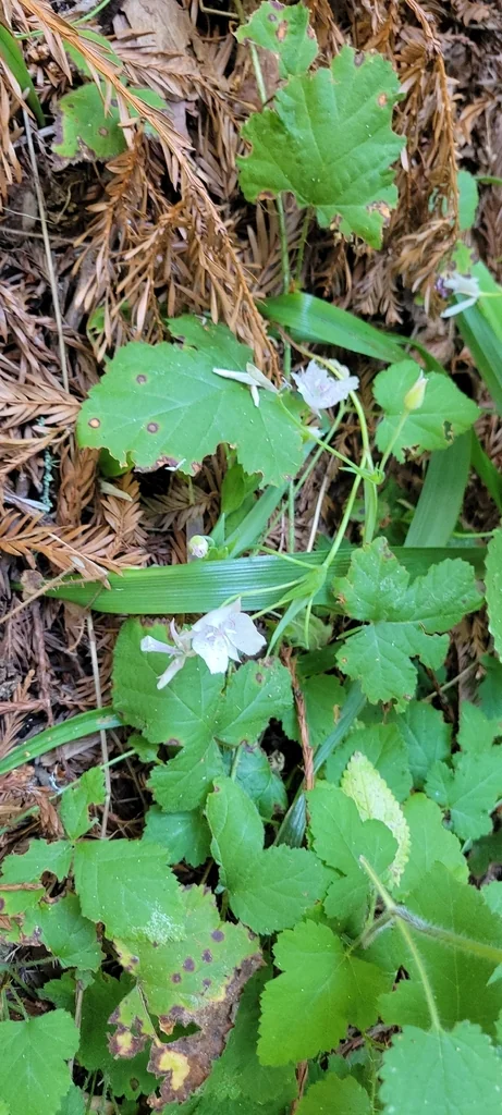 Calochortus Tolmiei