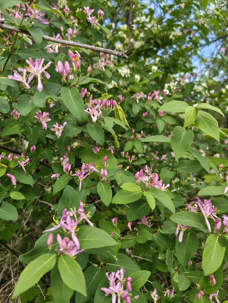 Lonicera Tatarica