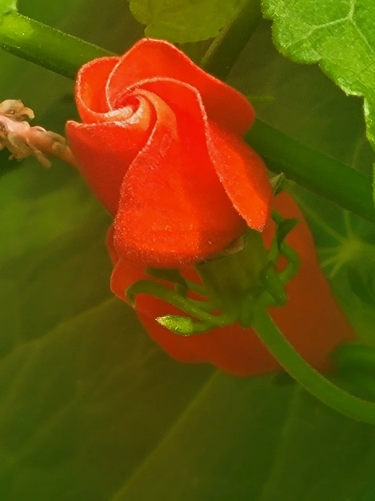 Malvaviscus Arboreus
