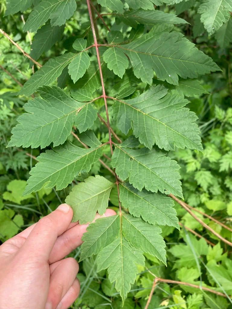 Koelreuteria Paniculata